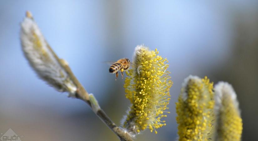 A következő fázisba vált a pollenszezon