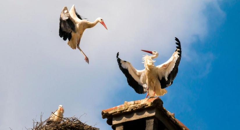 Az emberi aljasság határtalan: ultrahangos riasztóval tartotta távol fészküktől a gólyákat egy ingatlantulajdonos