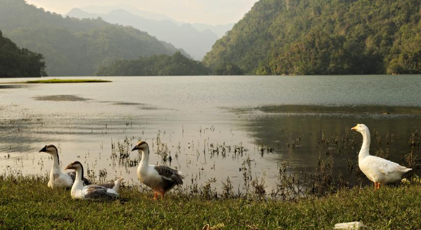 Sokkoló: újabb emberi áldozatot szedett a madárinfluenza