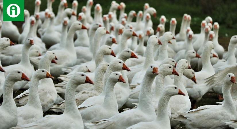 Újabb világjárvány a láthatáron: tejelő tehenekben jelent meg a madárinfluenza!