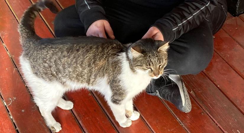 Hazavitték Pityut, a hajóskanzen cicáját: mondjuk, hogy hol találtak rá