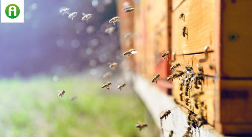 Ezeket a támogatásokat igényelhetik a méhészek