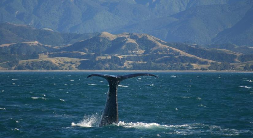 Emberi jogokat adnának a bálnáknak Új-Zélandon