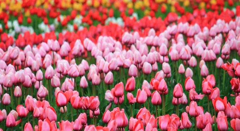 350.000 tulipán, alpaka, street food – TulipGarden Homokhátság