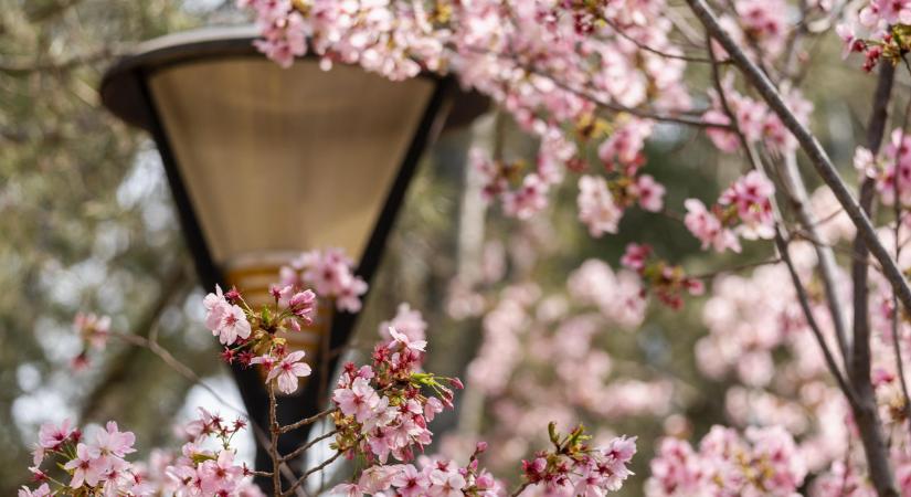 Turistamágnes a virágzó cseresznyefák látványával kecsegtető Yuyuantan Park