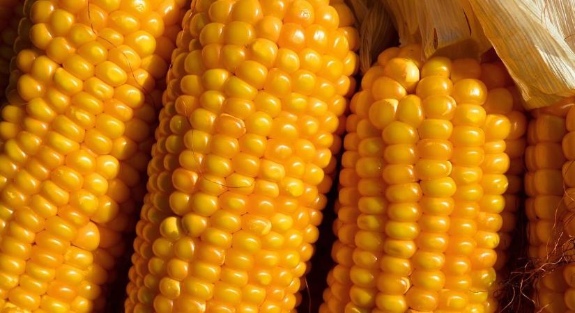 A kukorica és a szójabab ára is zuhant a jelentés előtt