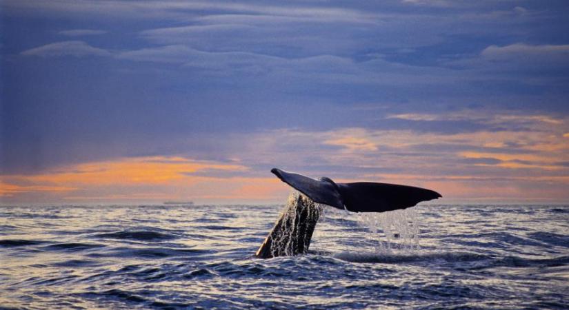 Új-Zélandon emberéhez hasonló jogokat adnának a bálnáknak