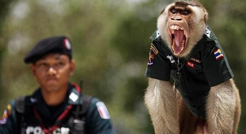 Elszabadult makákók miatt új rendőri egységet hoztak létre Thaiföldön