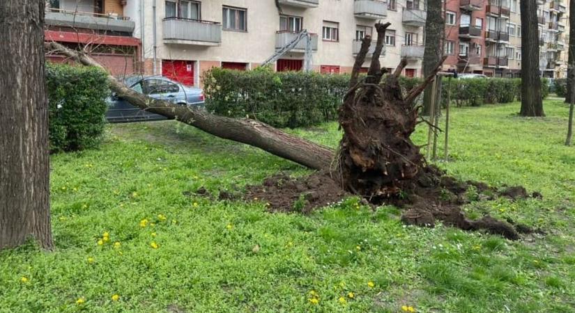 Fát csavart ki gyökerestől és bádogtetőt bontott a viharos szél Bács-Kiskunban