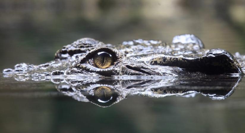 Befogták az ausztrál települést rettegésben tartó krokodilt