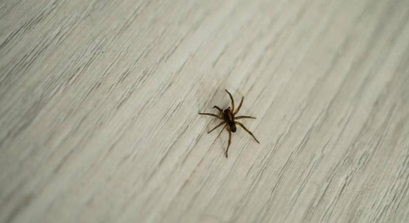 Szomorú, hogy mi történik a pókokkal, miután kitették őket a házból: ez sokakat meglephet