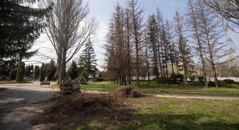 A klímaváltozás miatt elhalt fákat vágtak ki a Vámosi úti temetőben