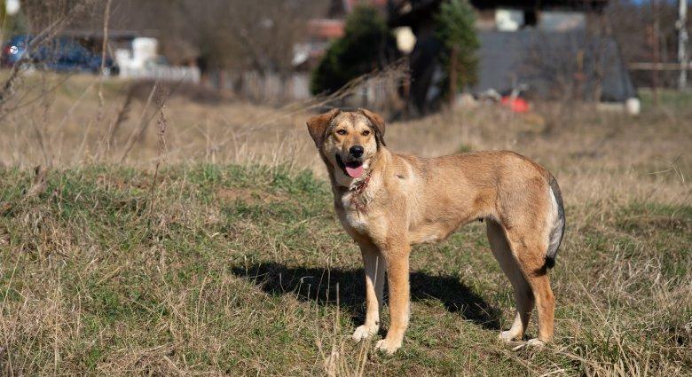 Önkormányzati szinten tesznek a kóbor kutyák elszaporodása ellen Sepsiszentgyörgyön