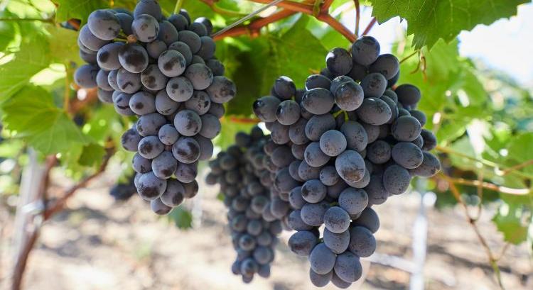 Rekordévet zárt a moldáv csemegeszőlő