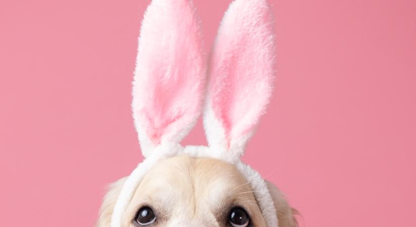 Keresd a kutyát! – Húsvéti rejtvény szemfüleseknek