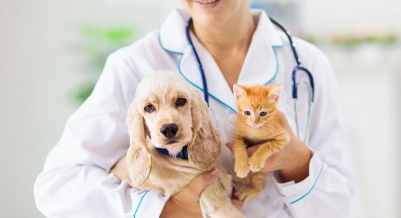 Mutatjuk a hétvégi állatorvosi ügyeletet március 29. és 30. között