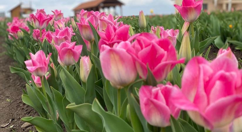 Kezdődik a tulipánszüret a Tisza-tavi TulipGardenben