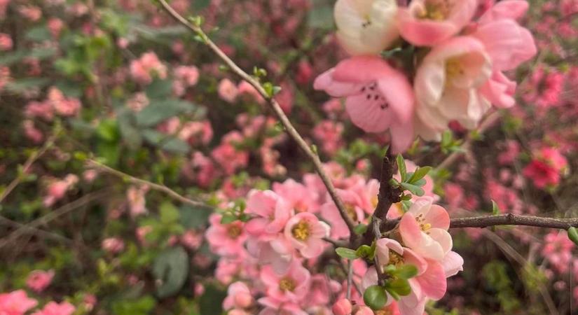 Virágzó virágok - Csodás fotókat mutatunk a Kámoni Arborétumból