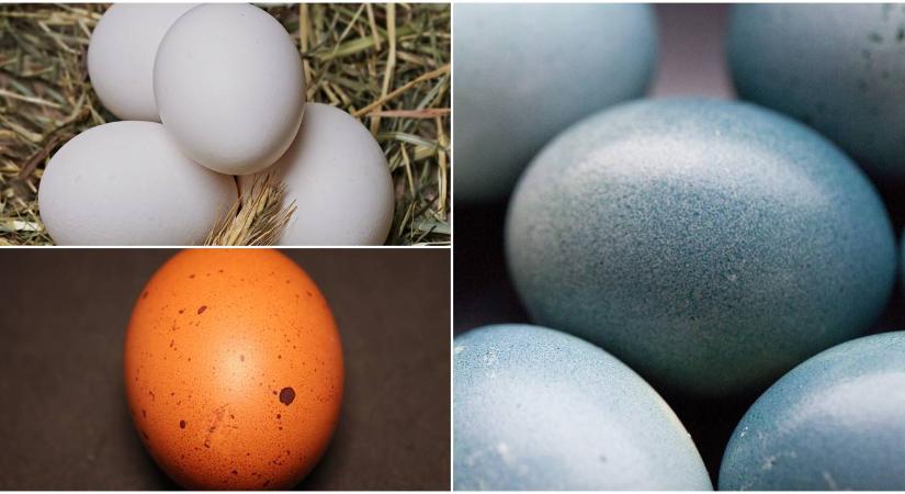 Ezek a tyúkfajták színes tojásokat tojnak!