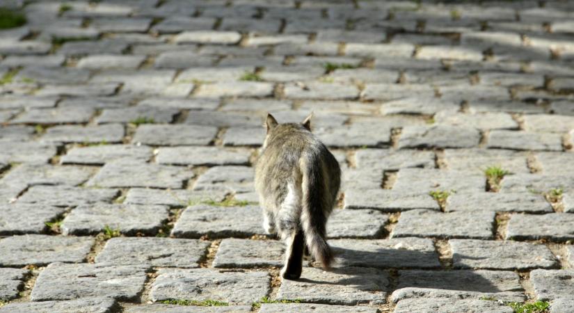 Egerben találták meg az Ózról eltűnt macskát, hónapok után került elő Cirmi
