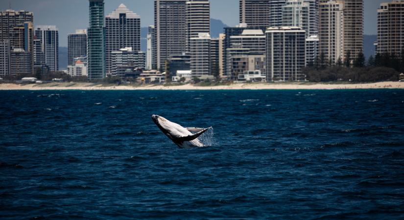 Emberi jogokkal mentenék meg az új-zélandi bálnákat
