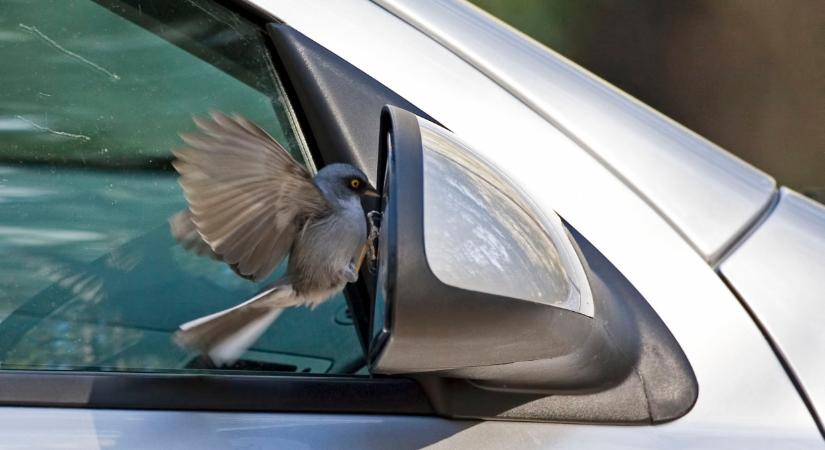 Agresszív madarak lephetik el Magyarországot: veszélyesek lehetnek