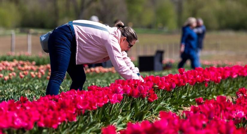 Szüretre csábítgat a színes tulipántenger