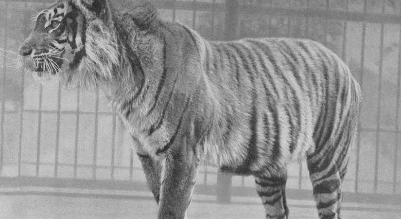 Mégse halt ki a világ legkisebb tigrise?