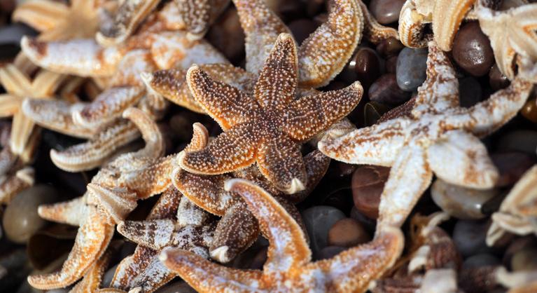 Több száz tengeri csillag rekedt Wales partjainál