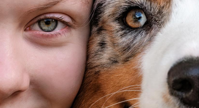 Felismered a kutyafajtát pusztán a tekintetéből? – Kvíz csak profiknak