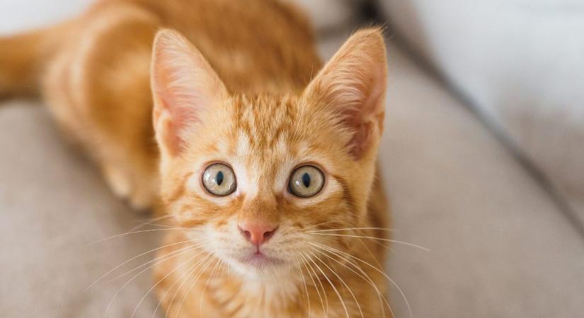 Miért ritkásabb a szőr a macskák fülénél?