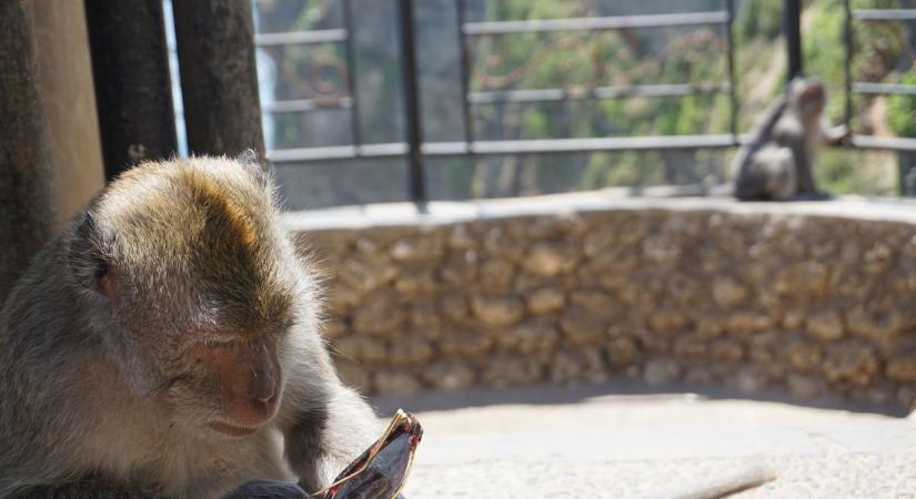 Agresszív majmok fenyegetik az embereket