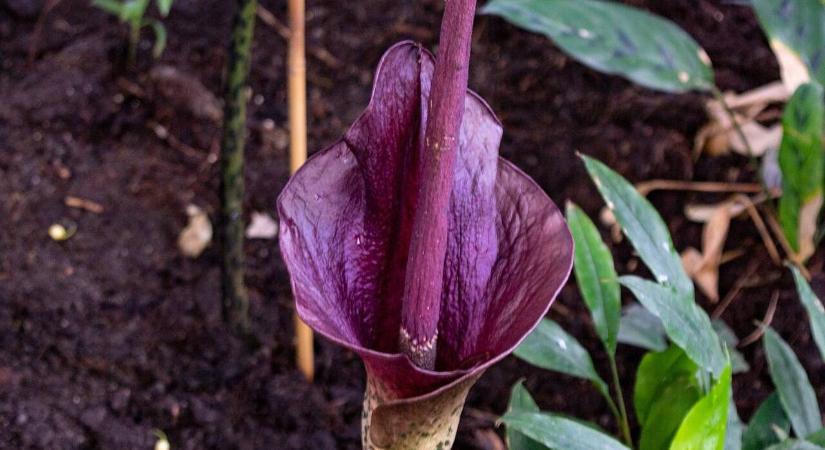 A világ legnagyobb gyilkos virága: Titánbuzogány