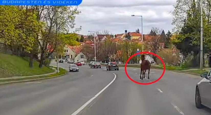 Videón, ahogy egy elszabadult ló vágtat Szentendre legforgalmasabb útján