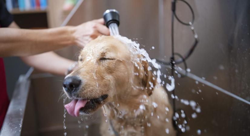Videón a kutya, akinél jobban senki sem örül a fürdésnek