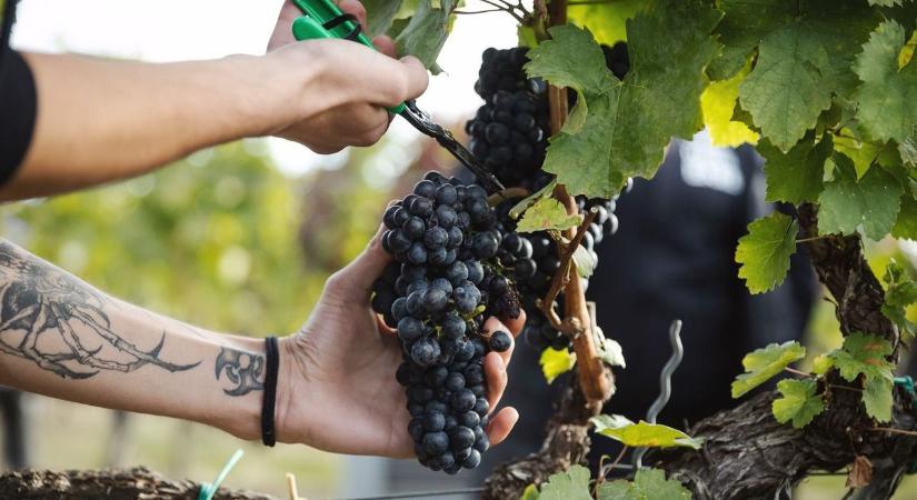 Négy szőlőfajta telepíthető idén a borrégióban