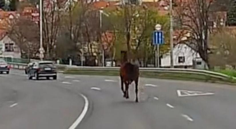 Elszabadult egy ló Szentendre belvárosában, a 11-es úton vágtatott az autók között - videó