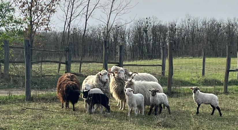 Bárány született Alsóújlakon