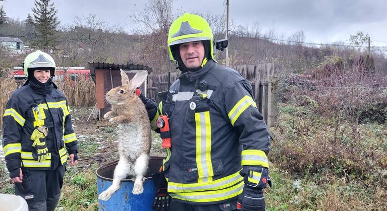 Egy egész doboznyi kölyöknyulat borított egy tűzhelyre a macska – bizarr esetről számolt be a Katasztrófavédelem