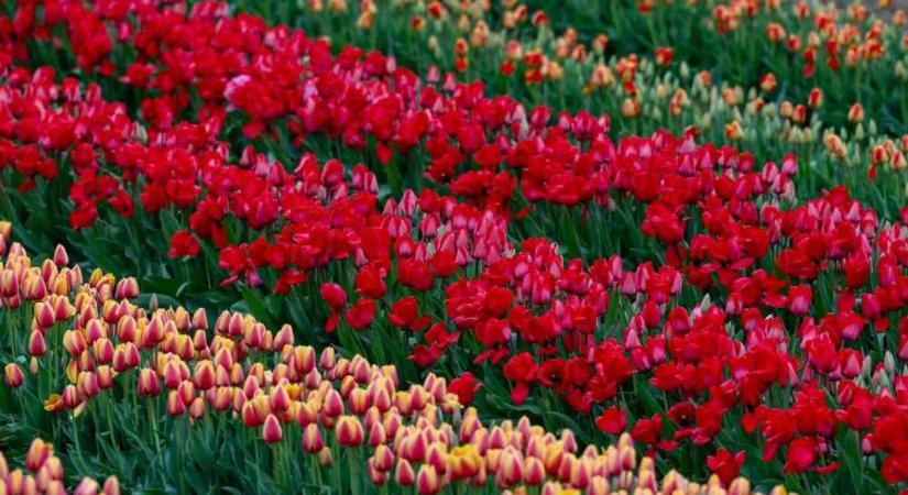 Csodálatos színekben pompázik a kőröshegyi tulipánszüret