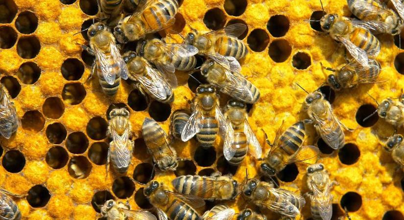 Agrárminisztérium: indul a méhészeti ágazat idei támogatási programja