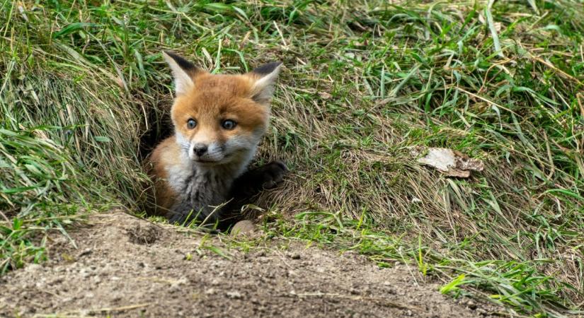 Újszülött rókákat mentettek Székesfehérváron – elbűvölő videón a csöppségek