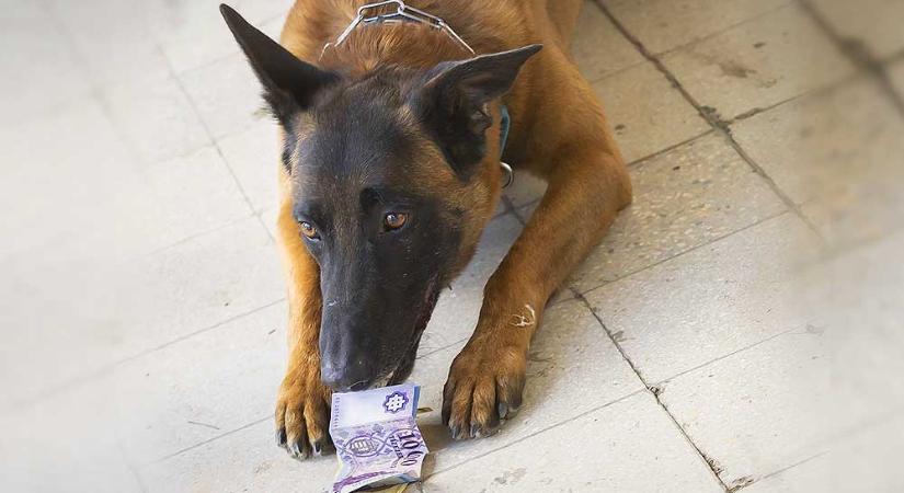 A pénznek igenis van szaga: A rendőrség egyetlen bankjegykereső kutyájának kiképzője a dunakeszi bázison dolgozik és pontosan tudja miért ugranak a bankjegyekre a kutyák