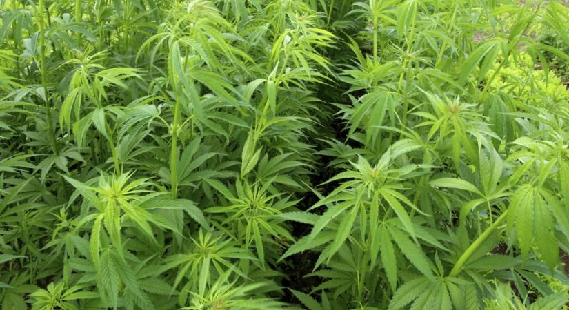 Mától szabadon tarthatnak és termeszthetnek marihuánát a németek