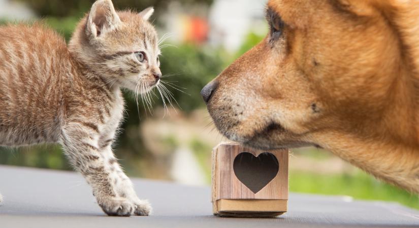 Igaz barátság: macska menti meg az apró kutyát a támadótól (videó)