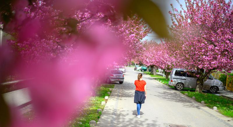 Rózsaszínben pompázik a Temesvár utca