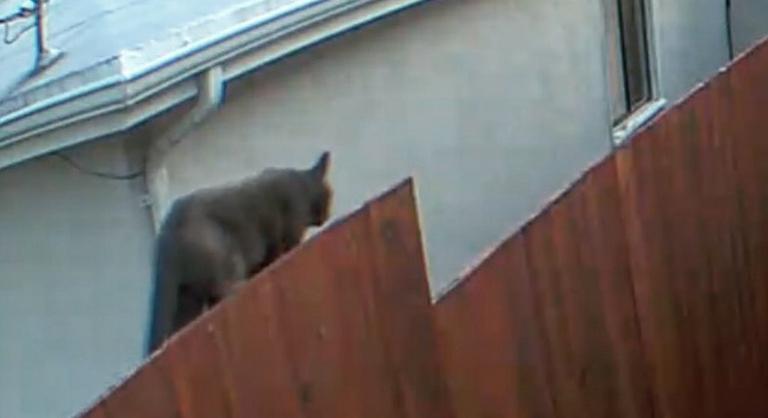 Iszonyú veszélyes macska bukkant fel a kerítésen, végül mindenki meglepődött