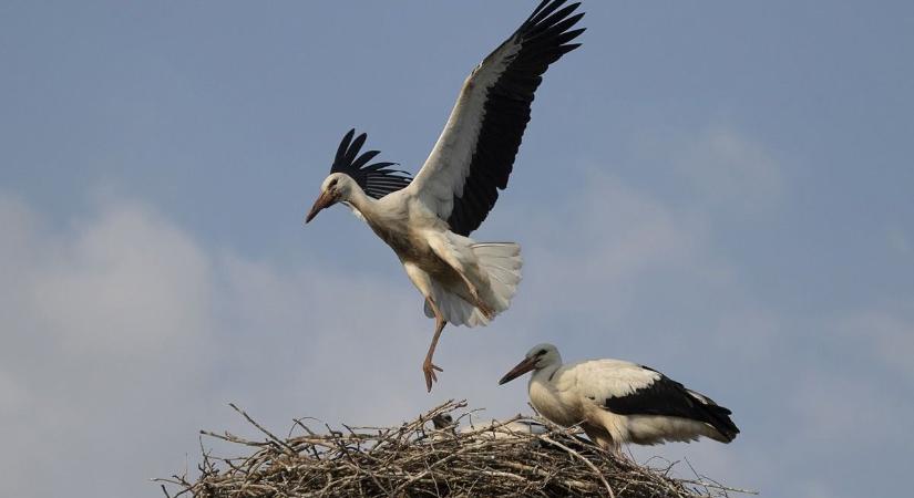 Szorgoskodnak a fehér gólyák a fészkeik körül