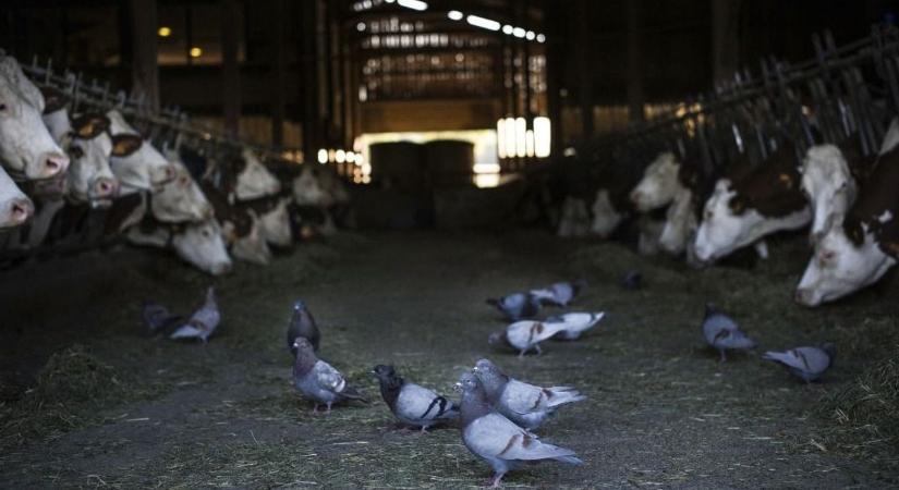 Madárinfluenzát észleltek olyan személynél, aki fertőzött szarvasmarhával érintkezett
