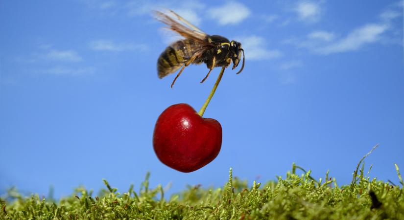 Mikor kell aggódni a méh-és darázscsípés miatt?